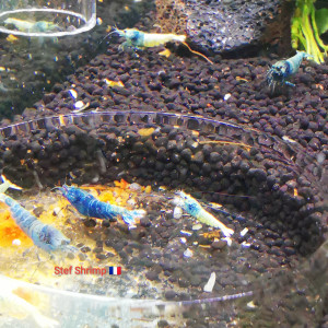 Publication de Stef-Shrimp