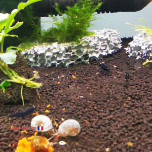Publication de Stef-Shrimp