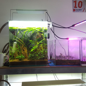 Publication de Minipote768