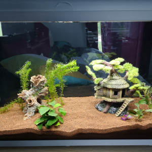 Mon premier Aquarium