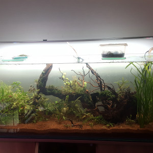 Publication de Minipote768