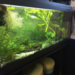 Guppy Aqua