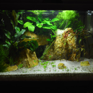 Publication de Takezo