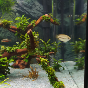 Publication de Kamelot