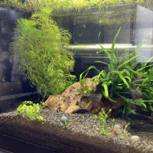 20L Red cherry