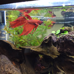 Publication de Alsept