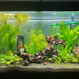 Publication de laure-poussinsky