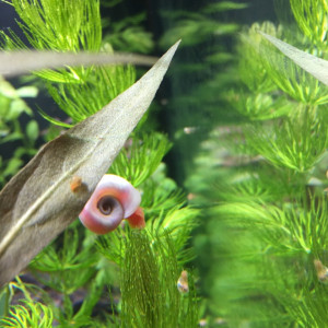 Publication de Gigibebou