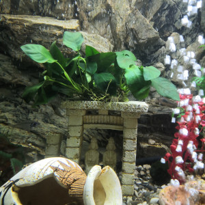 Publication de philippe-rolland