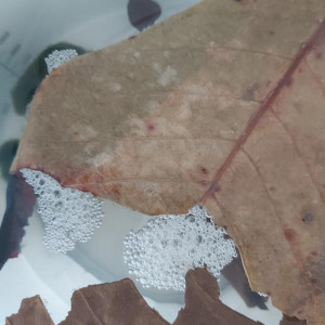 Publication de Ahmss