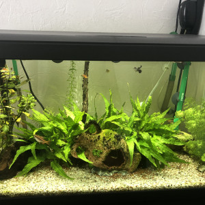 60 l titi