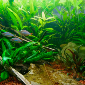 Aqualou