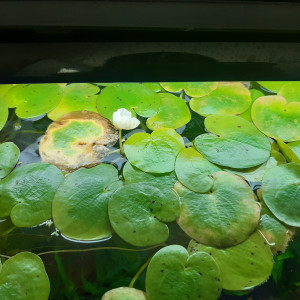 Publication de laure-poussinsky