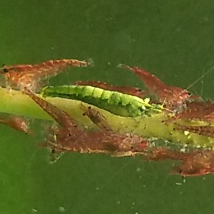 Publication de erkoss