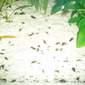 Publication de MarleneMLX