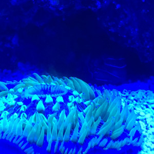 Publication de FrancoisAdam