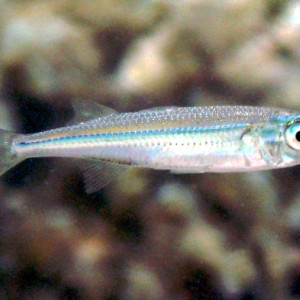 Atherina boyeri