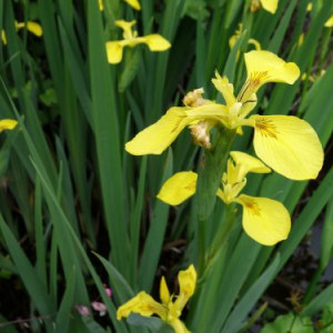Iris pseudacorus