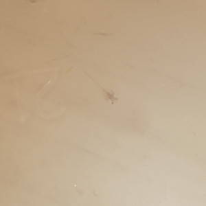 Publication de Mevew