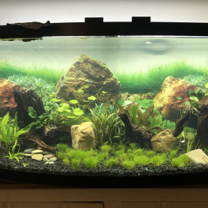 Publication de CaroFish