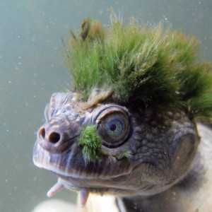 TortueGeniale91