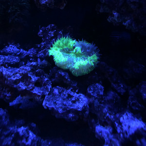 Publication de FrancoisAdam