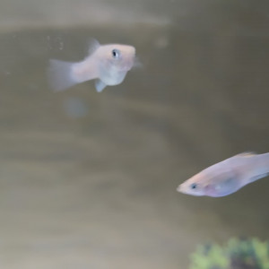 Publication de Master-02