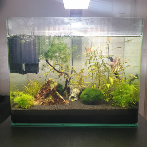 Publication de shrimplover