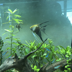 Publication de Aquachristophe