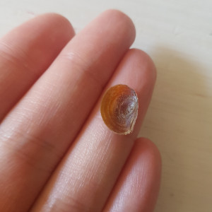 Publication de Mevew