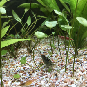 Publication de fir3light