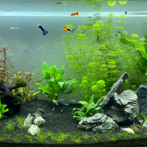 aquarium famille