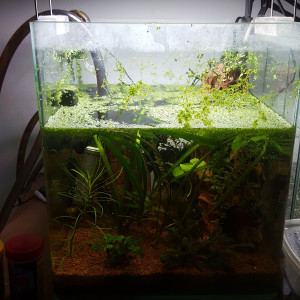 Publication de Minipote768