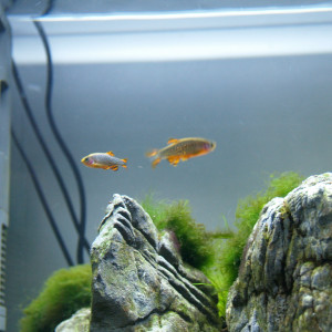 Publication de Niwils