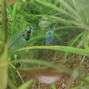 Publication de TortueGeniale91