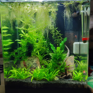 Publication de Fouch1