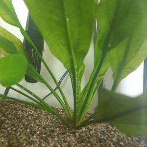 Publication de Naechurri