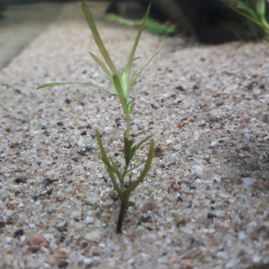 Publication de Cyrelo