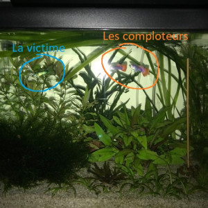 Publication de Aquata