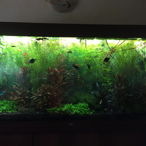 Publication de papaquinou