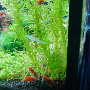 Publication de Maximilien95