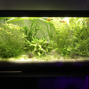 Publication de Aquata