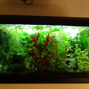 Low tech de sauvetage