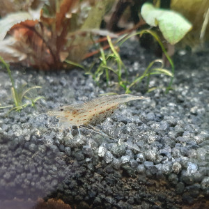 Publication de Fouch1