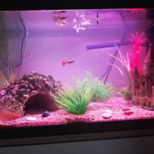 Aquarium maison