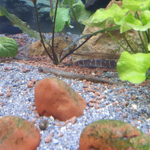 Publication de La_Loutre_du_Printemps