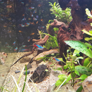 Publication de La_Loutre_du_Printemps