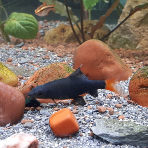 Publication de La_Loutre_du_Printemps