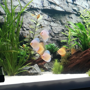 Publication de james_broin