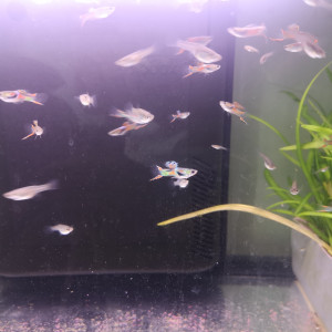 Guppy